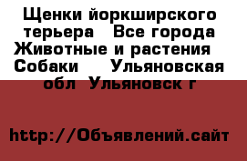 Щенки йоркширского терьера - Все города Животные и растения » Собаки   . Ульяновская обл.,Ульяновск г.